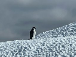 2026 Antarctica